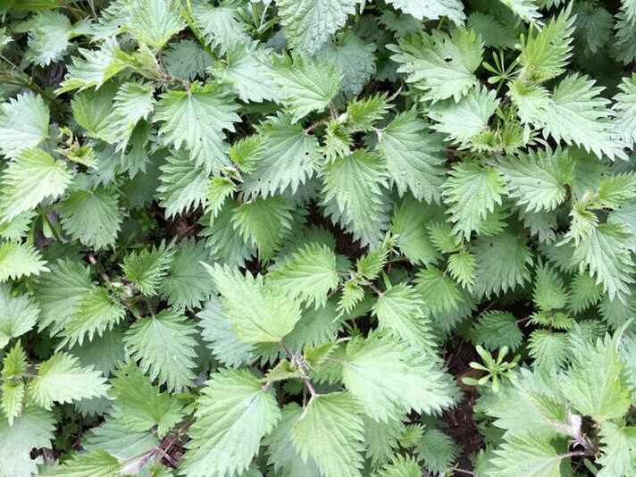 Nettle for the treatment of varicose veins. 