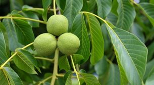green walnuts for varicose veins